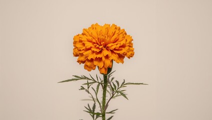 Bright Orange Flowers