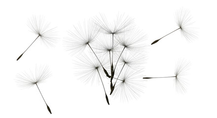 Close-up of a dandelion seed head with detached, floating seeds against black