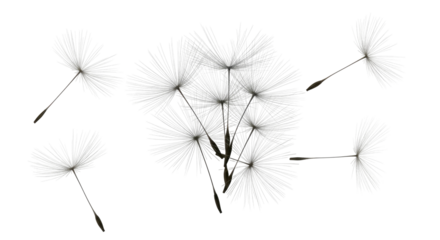 Close-up of a dandelion seed head with detached, floating seeds against black