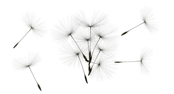 Close-up of a dandelion seed head with detached, floating seeds against black