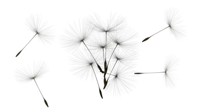 Close-up of a dandelion seed head with detached, floating seeds against black