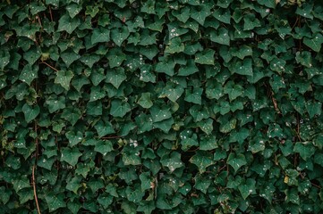 Green ivy-covered wall with Hedera helix spirals. Natural texture of lush foliage. Simple ivy adorning a fence. Background featuring sophisticated leaves. Design inspired by nature.