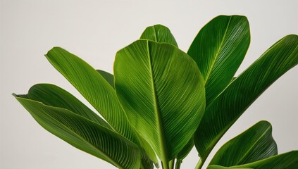 Isolated set of green Livistona Rotundifolia palm fronds