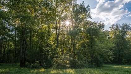 Obraz premium Sunlight filtering through forest canopy in a vibrant seasonal setting