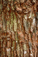Detailed vertical close-up of Pinus merkusii bark showing rough natural texture with reddish-brown tones and mossy green highlights