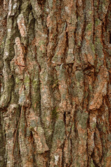 Detailed vertical close-up of Pinus merkusii bark showing rough natural texture with reddish-brown tones and mossy green highlights