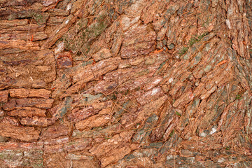 Detailed vertical close-up of Pinus merkusii bark showing rough natural texture with reddish-brown tones and mossy green highlights