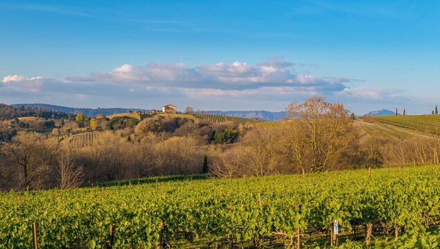 Springtime panorama of grapevines