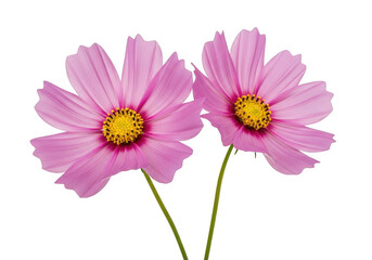 Two pink cosmos flowers isolated on transparent background