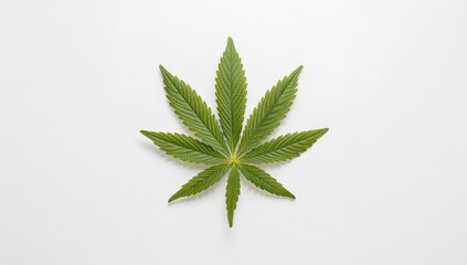 Single green cannabis leaf on a plain white backdrop. Herbal element.
