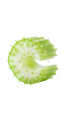 Close-up of a cut celery stalk section, light green, isolated on black