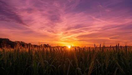Sunlit wheat stalk silhouette