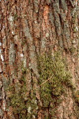 Vertical close-up of Pinus merkusii bark covered with soft green moss, captured in diffused daylight to highlight natural texture, depth, and subtle color tones of forest life in calm humidity