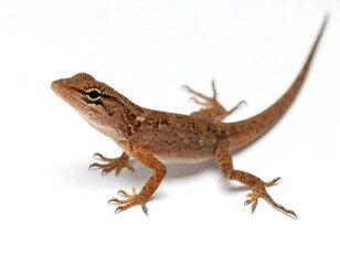 Obraz premium A close-up view of a brown lizard with detailed scales and a long tail isolated on white
