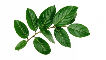 Branch of tropical zamioculcas with foliage against a white backdrop