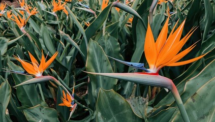 Blooming Spring Garden Filled With