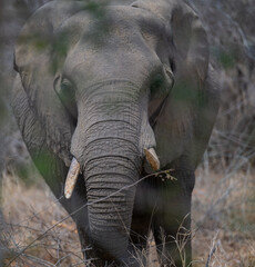 Elefant im Busch vom Krüger National Park - Kruger Nationalpark Südafrika