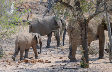 Elefantenmutter mit Elefanten Baby im Busch vom Krüger National Park - Kruger Nationalpark Südafrika