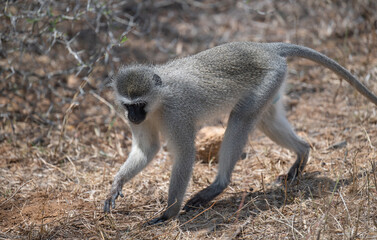 Südliche Grünmeerkatze - Affe im Busch vom Krüger National Park Südafrika
