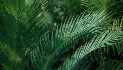 Obraz premium Close-up of lush green foliage with palm-like leaves in a natural setting