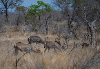 African animals elliptic waterbuck in the bush of Kruger National Park South Africa