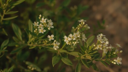 Fototapeta premium Tiny, lovely white blossoms found everywhere