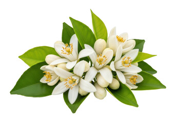 Fototapeta premium White flower cluster isolated on transparent background