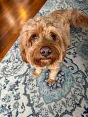 A cute fluffy red colored Cavapoo dog excited to see his owner in a condo.