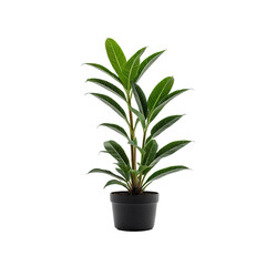 A vibrant houseplant, lush green leaves in a dark pot against a black background