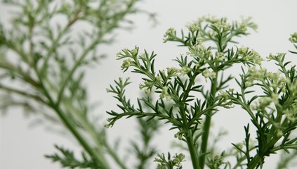 Obraz premium Detailed view of Carrot Weed (Parthenium hysterophorus)