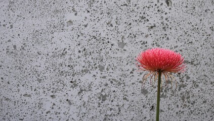 Blood lily Scadoxus multiflorus stands out against rough gray cement wall, perfect for backgrounds or design accents.