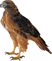 eagle