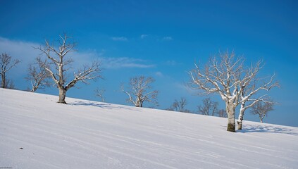 Multiple leafless trees stand on a snowy hill beneath a clear blue sky