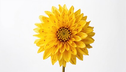 Vibrant yellow dahlia with spots on a plain white backdrop. A theme of autumn romance.
