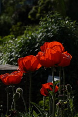 Spring Botanical Garden in Belgium