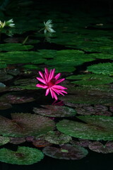 Spring Botanical Garden in Belgium