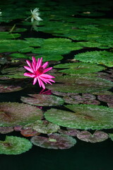 Spring Botanical Garden in Belgium