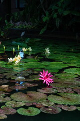 Spring Botanical Garden in Belgium