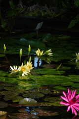 Spring Botanical Garden in Belgium