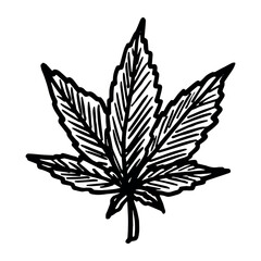 Hand drawn cannabis leaf Medicine marijuana Hemp leaves clipart in doodle style Single element for print, web, design, decor