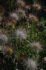 Spring Botanical Garden in Belgium