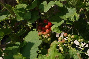 Spring Botanical Garden in Belgium