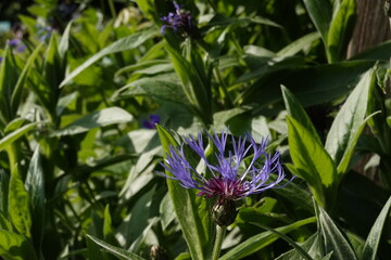 Spring Botanical Garden in Belgium
