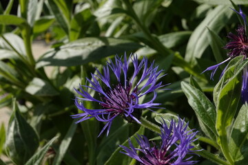 Spring Botanical Garden in Belgium