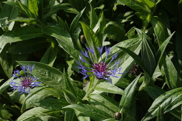 Spring Botanical Garden in Belgium
