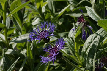Spring Botanical Garden in Belgium