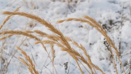 Fototapeta premium Close-up shot of dried grass plants against a snowy white backdrop for use in prints, posters, wallpaper, interiors, advertising, and decoration