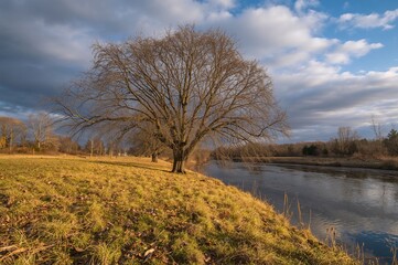 Sunlit Trees Along a Riverside with Dry Grass and Fallen Leaves in Early Spring