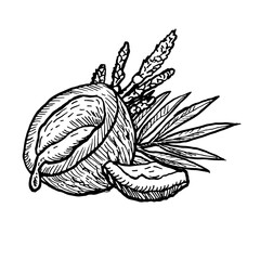 Outline etching coconut composition with raw nut, flowers and leaves. Ink drawing vector illustration isolated on transparent background. Can used for labels, fabric, food and cosmetic design.