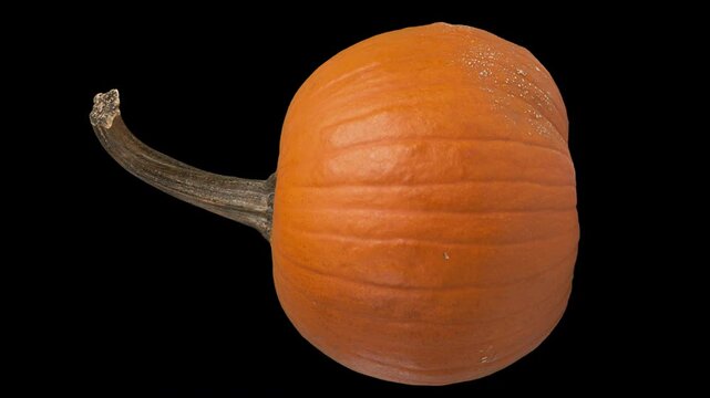 Rotating Pumpkin with Alpha Channel on Black Background in Seamless Loop